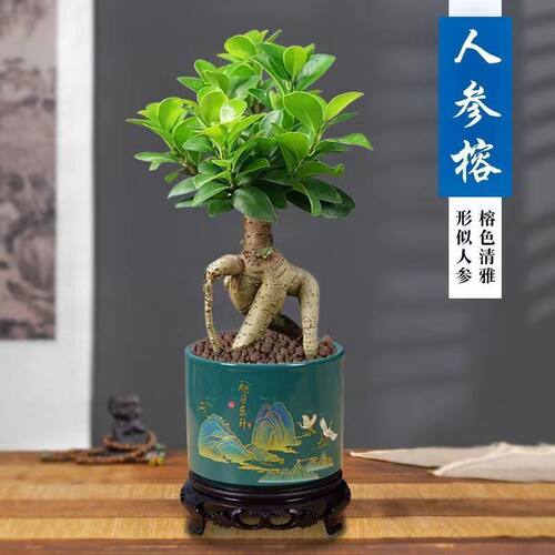 人参榕小叶榕树造型盆景室内阳台植物盆栽绿植地瓜榕老桩易养四季