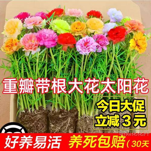 重瓣太阳花盆栽带根带苞易养