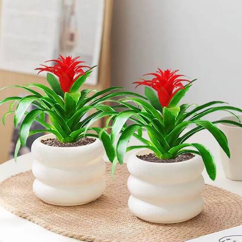 鸿运当头红星凤梨水培四季开花