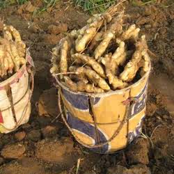 怀姜 博爱怀姜 清化姜 药引姜 生姜 地理标志产品