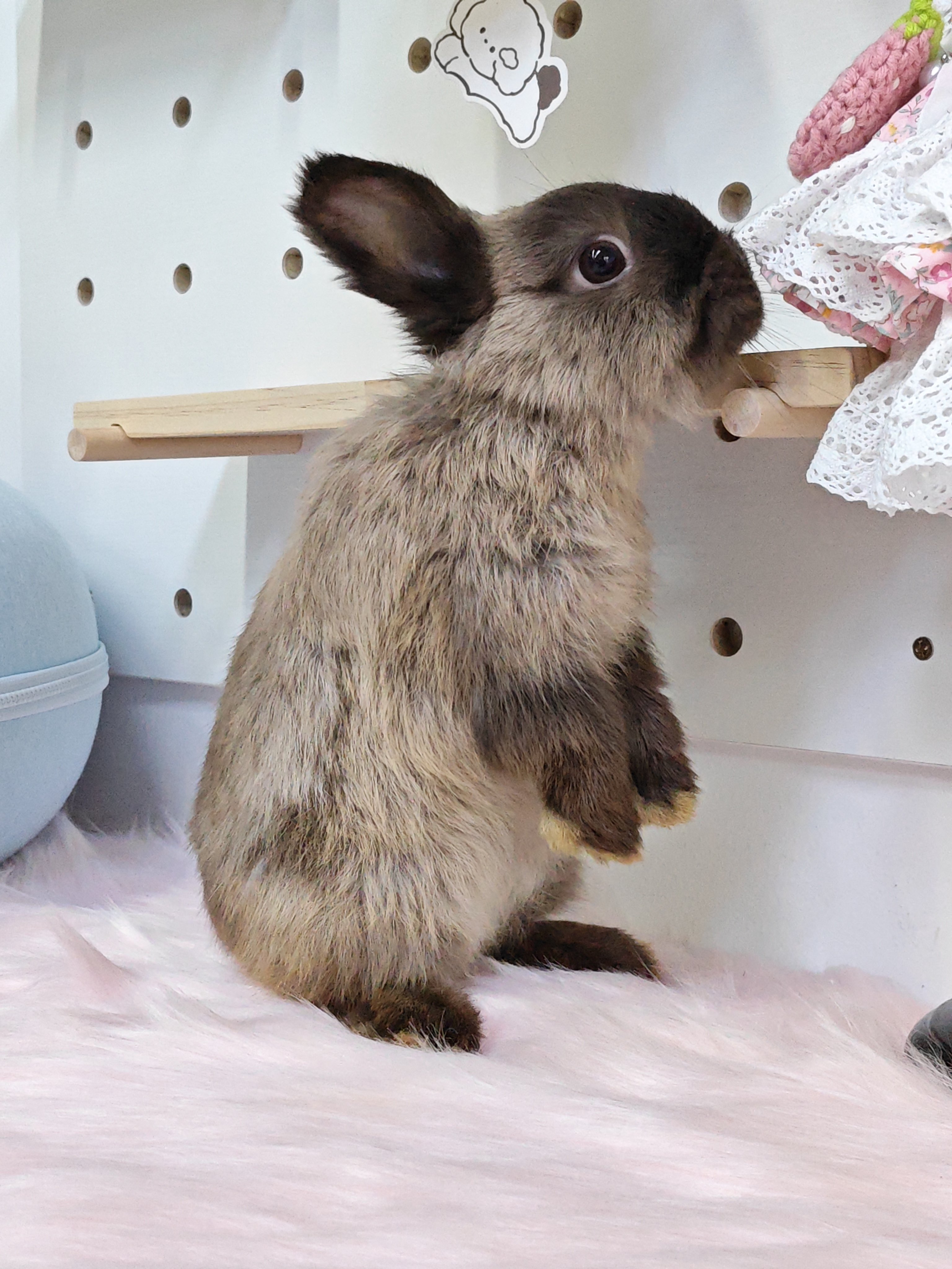 纯种进口血统宠物兔子活体小型迷你侏儒兔黑貂暹罗色带识别芯片疫