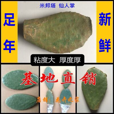 厚片墨西哥外敷内服食用仙人掌