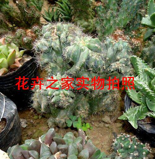 室内虎头山山仙人类观赏易虎头山