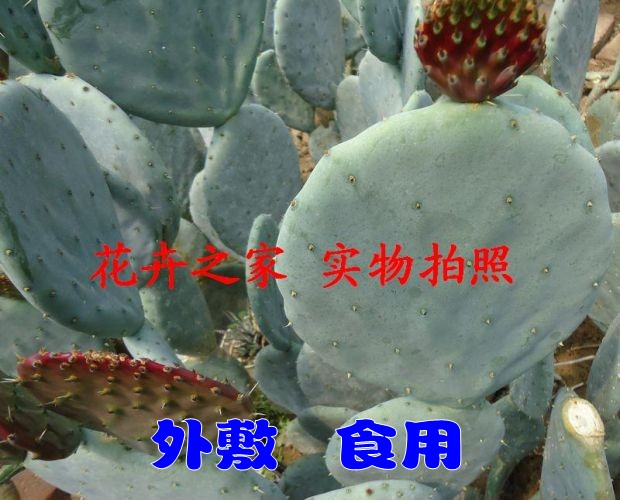 大盆丸肉厚水多团扇仙人掌带刺仙人掌大型多肉植物