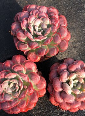 雨滴多肉宝塔雨滴老桩异形多肉红色植物盆栽绿植室内绿色观赏新品