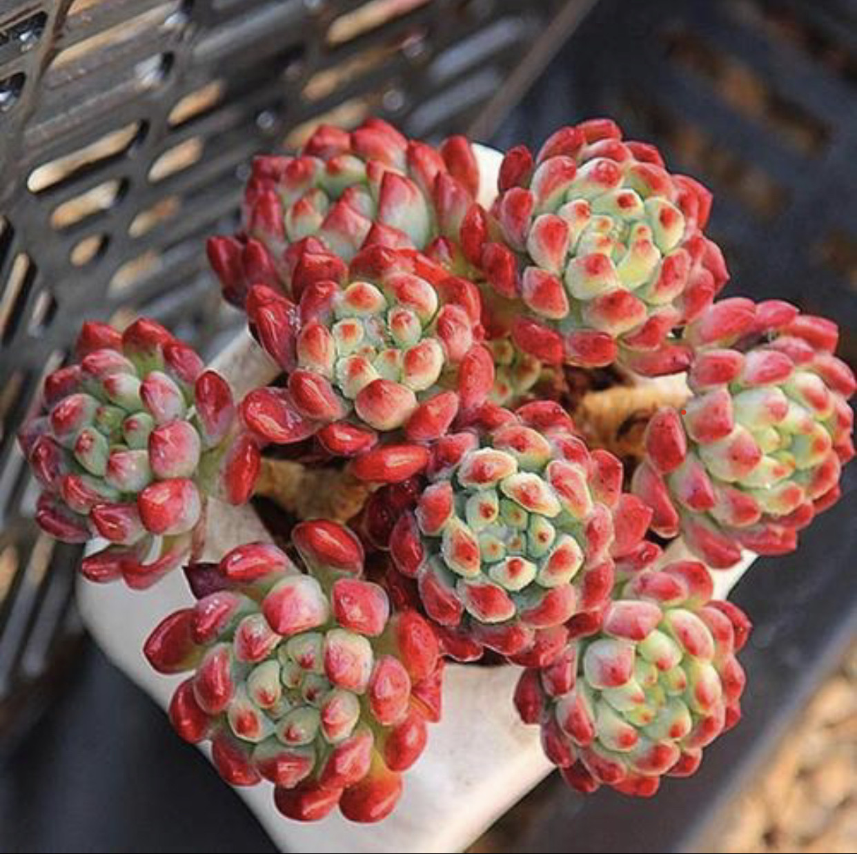云南精品多肉植物群生多头蓝苹果办公室阳台客厅防辐射新手推荐