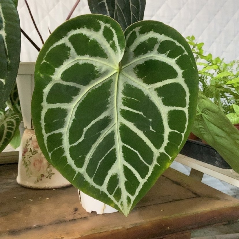 杂交花烛 B082 自繁 精选室内绿植盆栽 热植,鲜花速递/花卉仿真/绿植园艺,花烛,淘宝优惠券,粉丝福利购,淘宝优惠卷