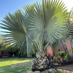 霸王棕 Bismarckia nobilis  蓝色巨型棕榈树 室内户外绿植盆栽