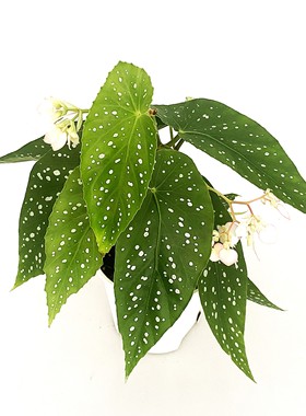 微风竹节秋海棠  tamaya 直播间精选