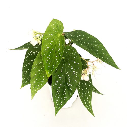 微风竹节秋海棠  粉花宽叶tamaya  花朵有玫瑰花味道 直播间精选