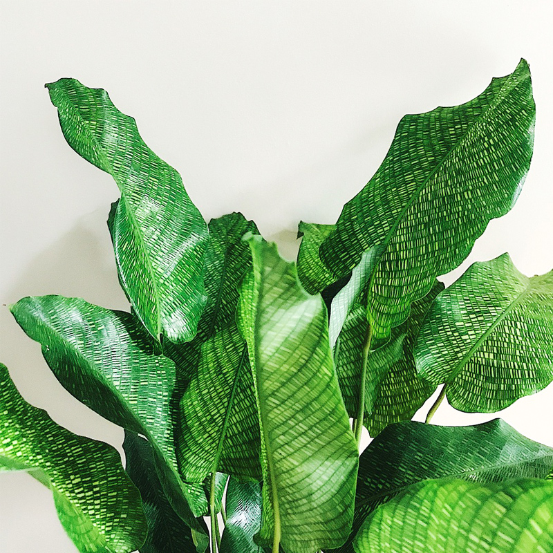 ÂíÈü¿ËÖñÓó ÍøÂöÖñÓó Calathea 'Network' ÈôĽÊÒÄÚÂÌÖ²»¨»ÜÅèÔÔ