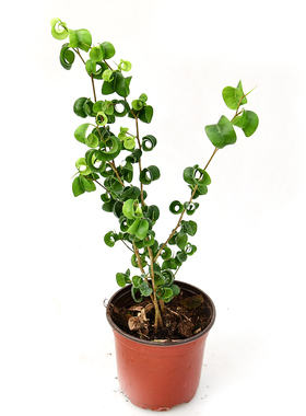 卷叶榕 卷福 Ficus 室内绿植盆栽