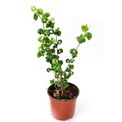 卷叶榕卷福Ficus室内绿植
