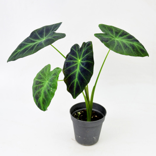 幻视芋  Colocasia rubra  耐湿热观赏芋头