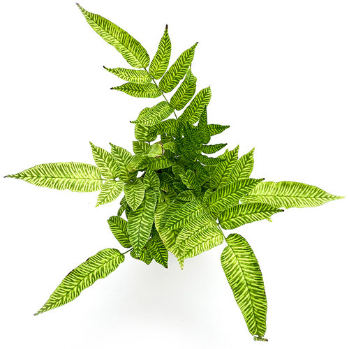 盆栽蕨类喜阴蕨类室内绿植