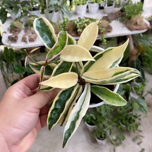 克林克外锦球兰   Aeschynanthus 网红室内绿植盆栽