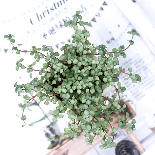 灰绿冷水花冷水花网红绿植盆栽