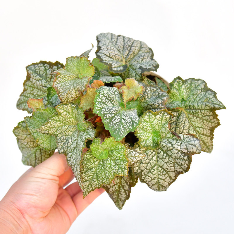 筋斗云秋海棠网红室内绿