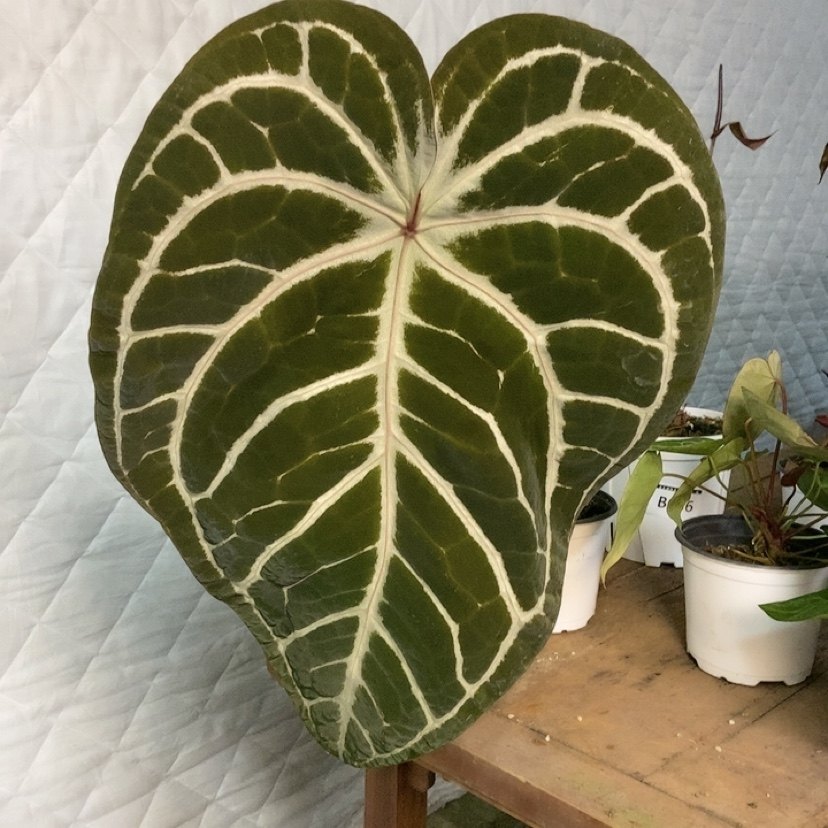 杂交花烛 B037 精选室内绿植盆栽 热植,鲜花速递/花卉仿真/绿植园艺,花烛,淘宝优惠券,粉丝福利购,淘宝优惠卷