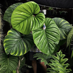 哥伦比亚蔓绿绒 Philodendron Columbia 网红室内绿植盆栽