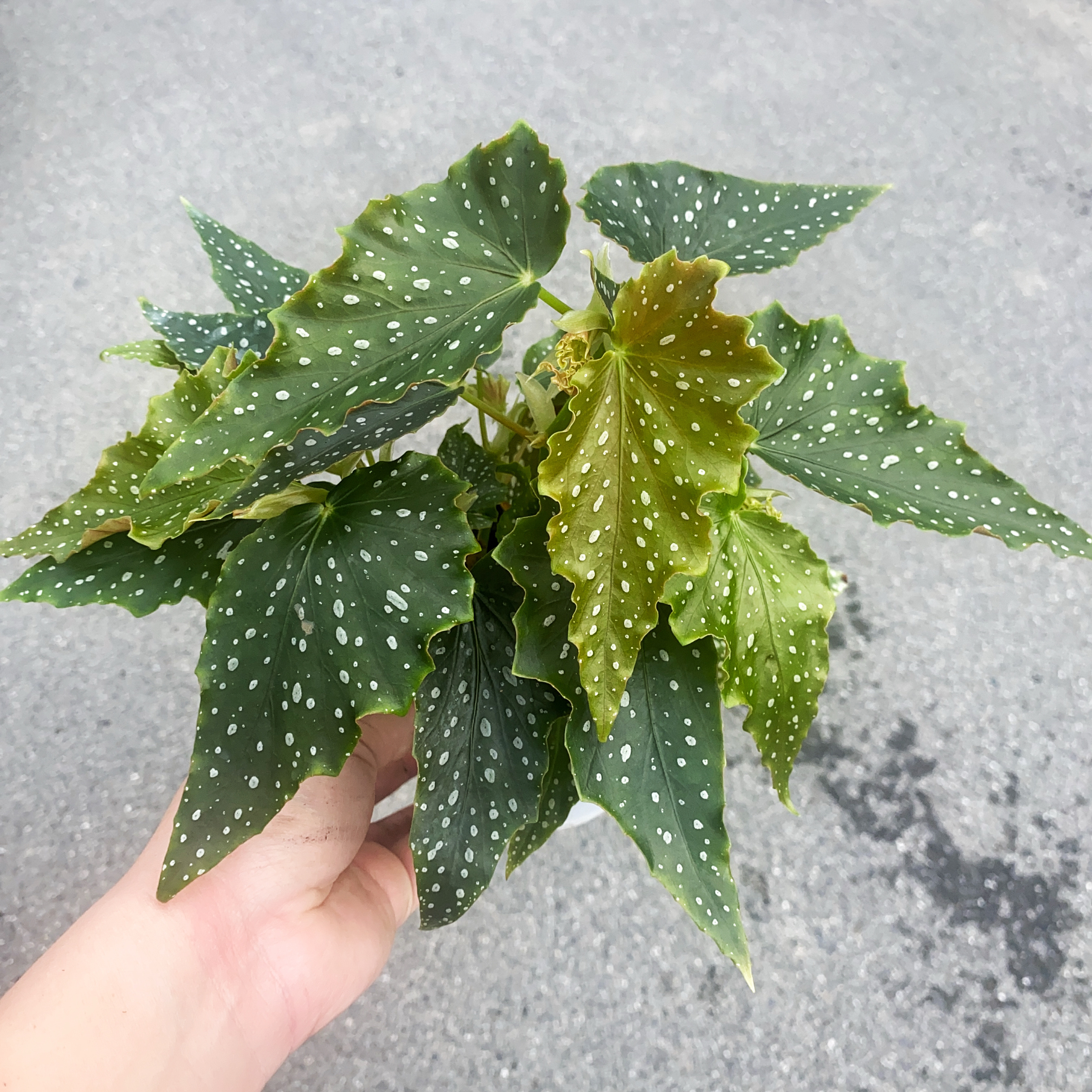 伊文之歌秋海棠室内绿植盆栽