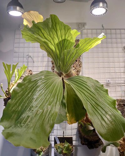 象耳鹿角蕨 Platycerium elephantoris  室内户外绿植盆栽