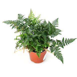 狼尾蕨  室内绿植盆栽 直播间精选