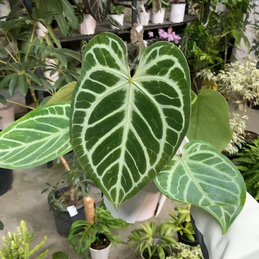 杂交花烛 B088 自繁 精选室内绿植盆栽 热植,鲜花速递/花卉仿真/绿植园艺,花烛,淘宝优惠券,粉丝福利购,淘宝优惠卷