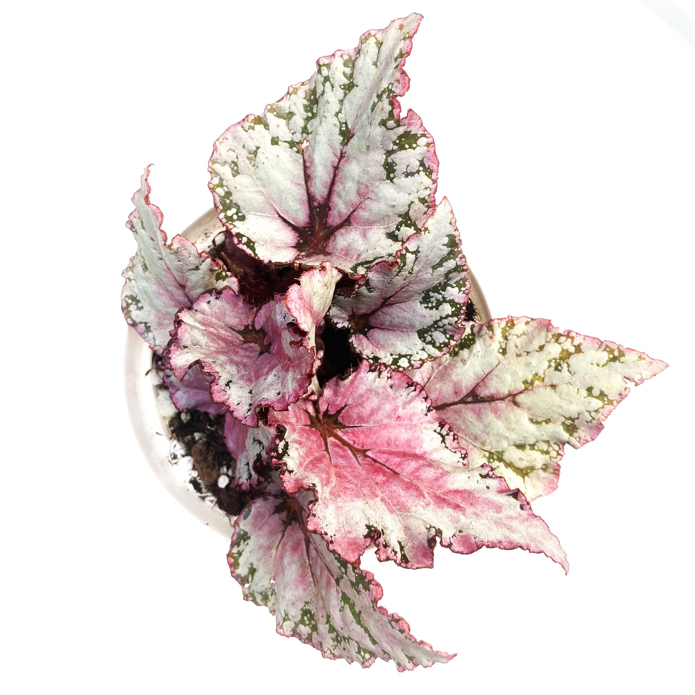 二月秋海棠 网红室内绿植盆栽,鲜花速递/花卉仿真/绿植园艺,秋海棠,淘宝优惠券,粉丝福利购,淘宝优惠卷