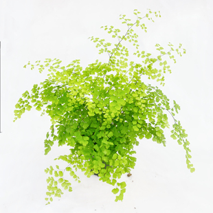 飞雪铁线蕨 室内绿植盆栽