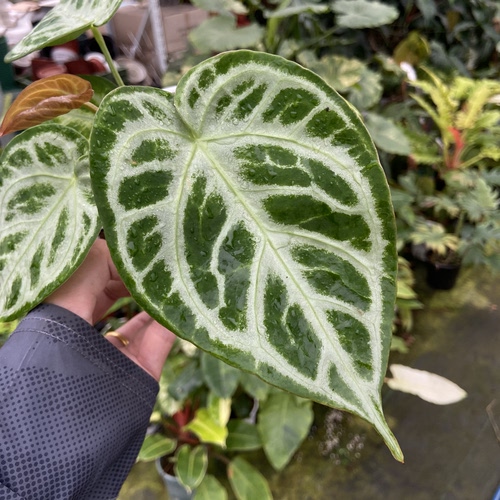 铜锣烧杂花烛  精选室内绿植盆栽 热植