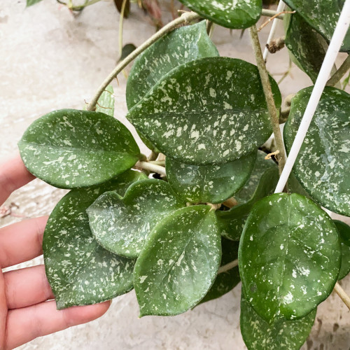 高斑雪球球兰     网红室内绿植盆栽