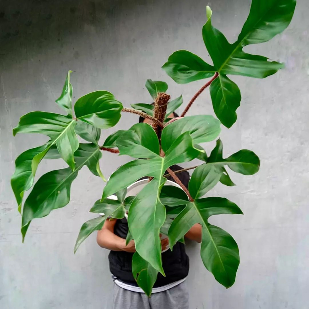 粉茎蔓绿绒红毛腿飞机