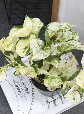 快乐叶子  蔓橘拉绿萝 Manjula pothos  室内绿植盆栽