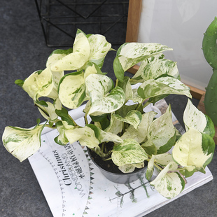 pothos Manjula 室内绿植盆栽 蔓橘拉绿萝 快乐叶子