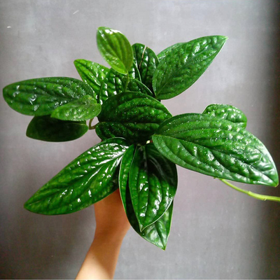 墨西哥龟背  泰国绿萝 Epipremnum Marble planet 室内绿植盆栽