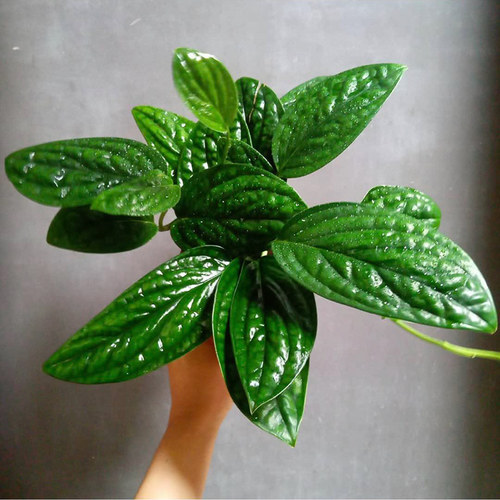 墨西哥龟背  泰国绿萝 Epipremnum Marble planet 室内绿植盆栽