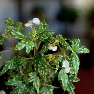 小天使开普敦秋海棠  网红室内绿植盆栽