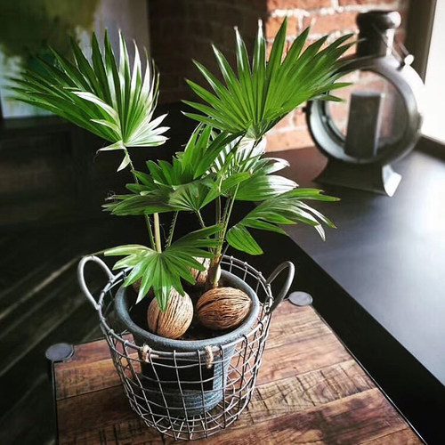 喷泉棕榈   livistona rotundifolia 矮生侏儒蒲葵  室内盆栽