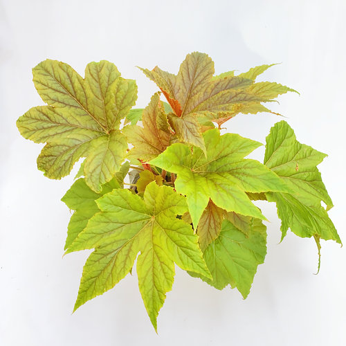 金枫秋海棠 直播间精选