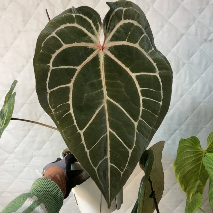 杂交花烛 B036 精选室内绿植盆栽 热植,鲜花速递/花卉仿真/绿植园艺,花烛,淘宝优惠券,粉丝福利购,淘宝优惠卷