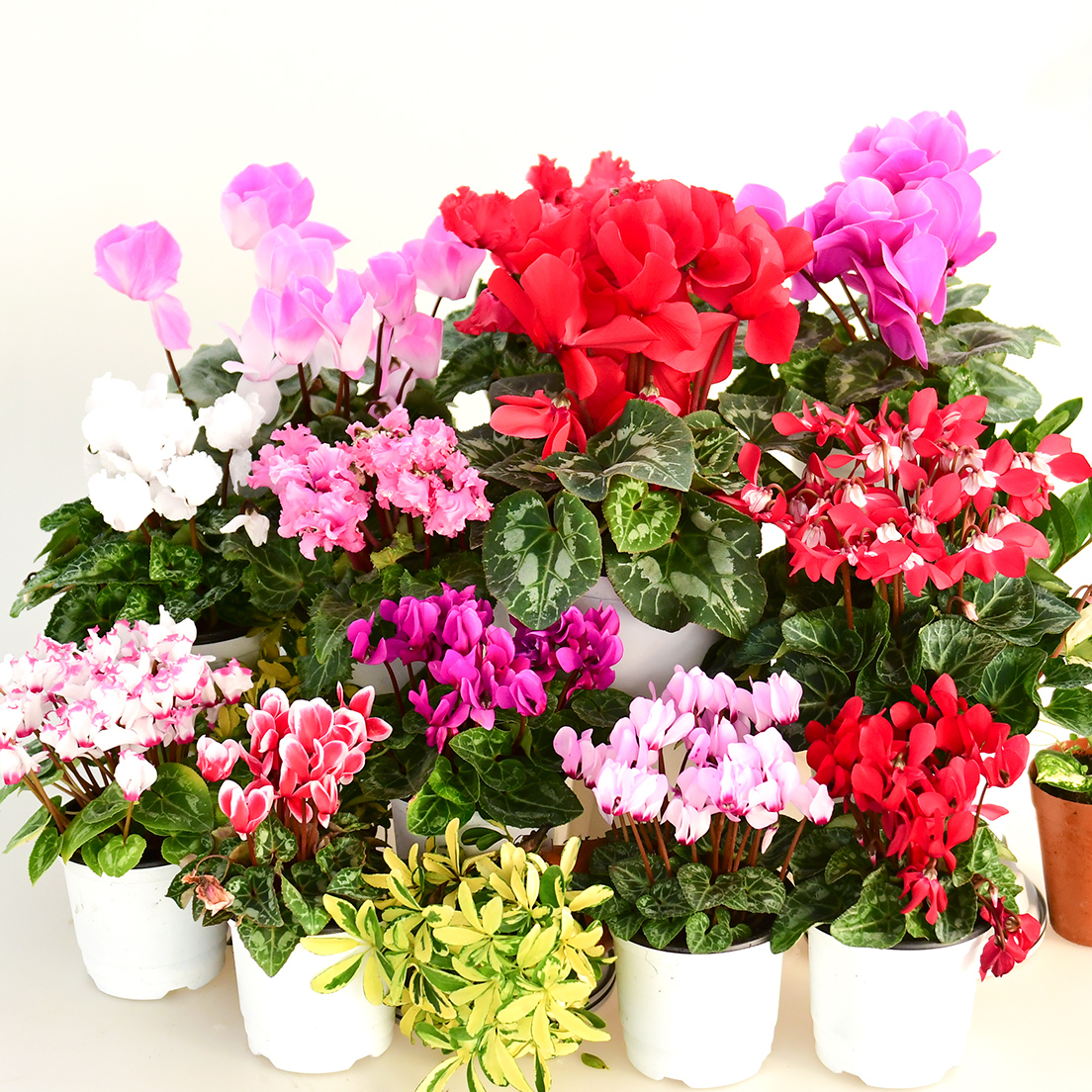 超长花期室内花卉绿植