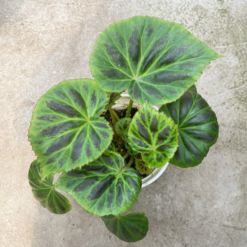 普雷贝秋海棠 直播间精选 中美洲原种