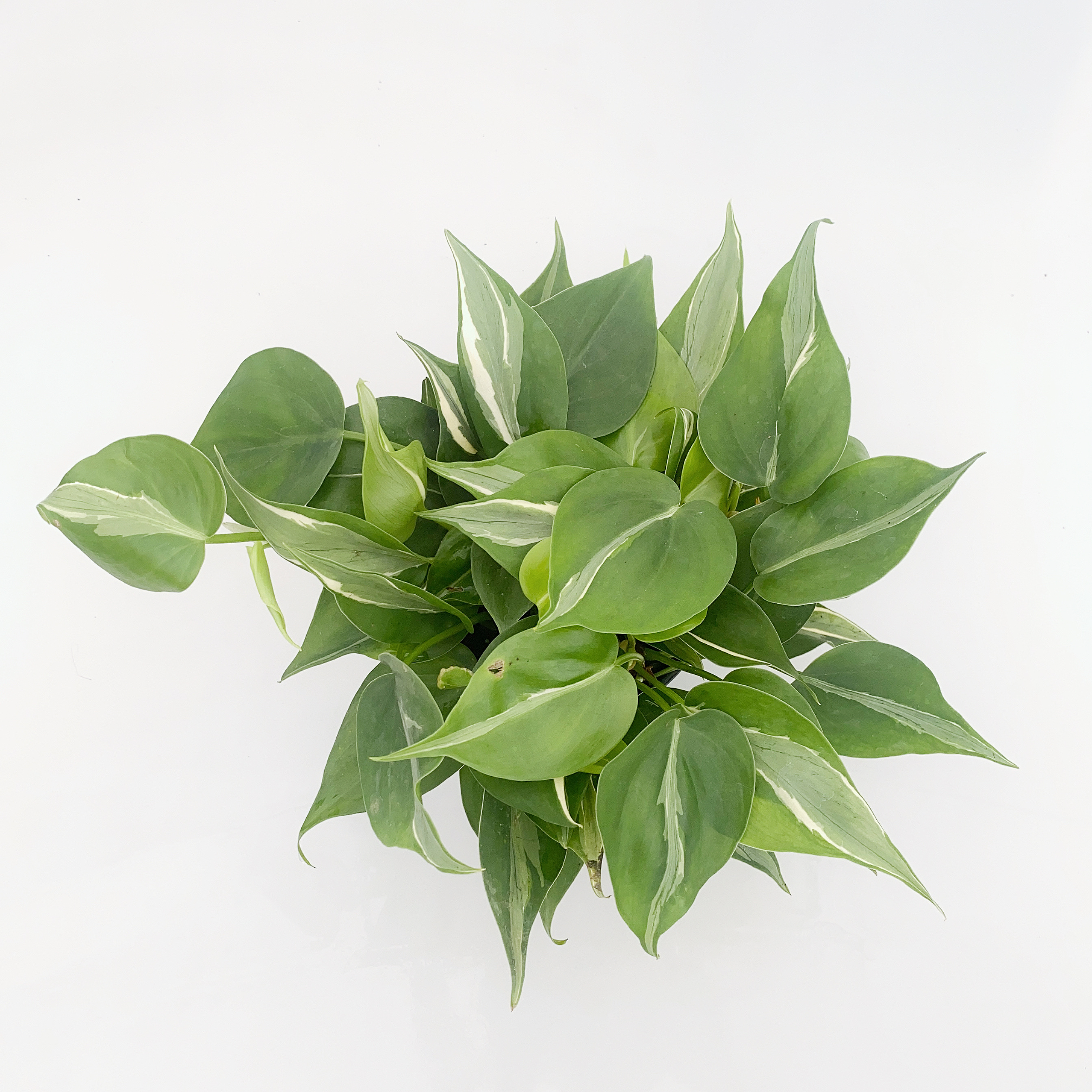 奶油飞溅蔓绿绒  Philodendron hastatum 若慕室内绿植盆栽