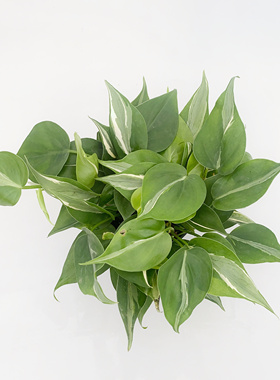 奶油飞溅蔓绿绒  Philodendron hastatum 若慕室内绿植盆栽