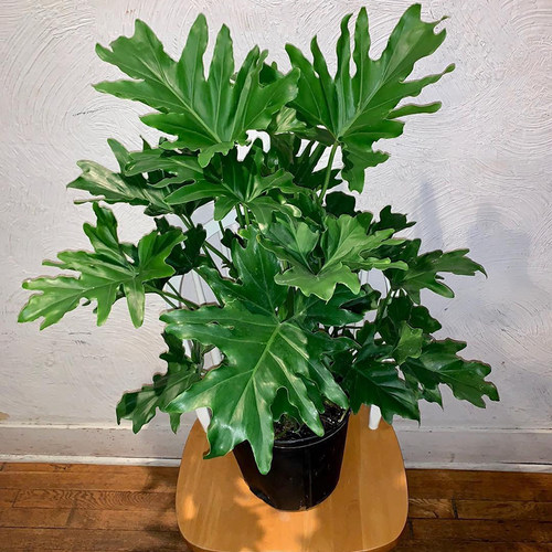 春羽蔓绿绒室内绿植盆栽