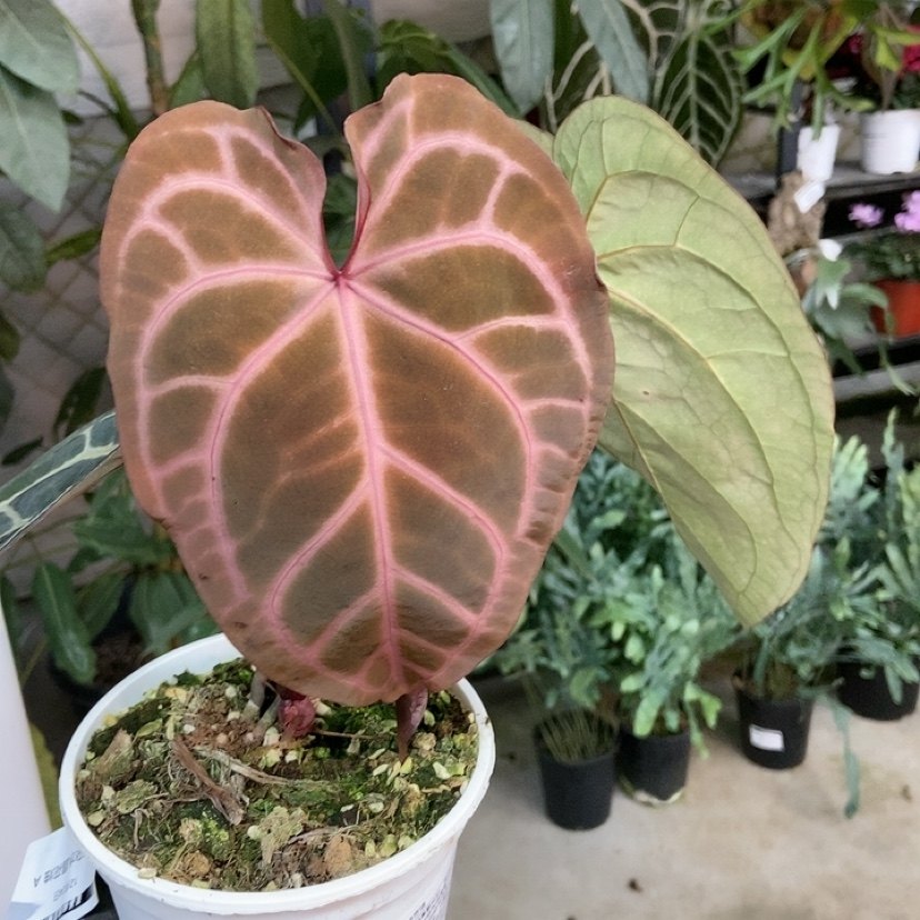 杂交花烛 B072 精选室内绿植盆栽 热植,鲜花速递/花卉仿真/绿植园艺,花烛,淘宝优惠券,粉丝福利购,淘宝优惠卷