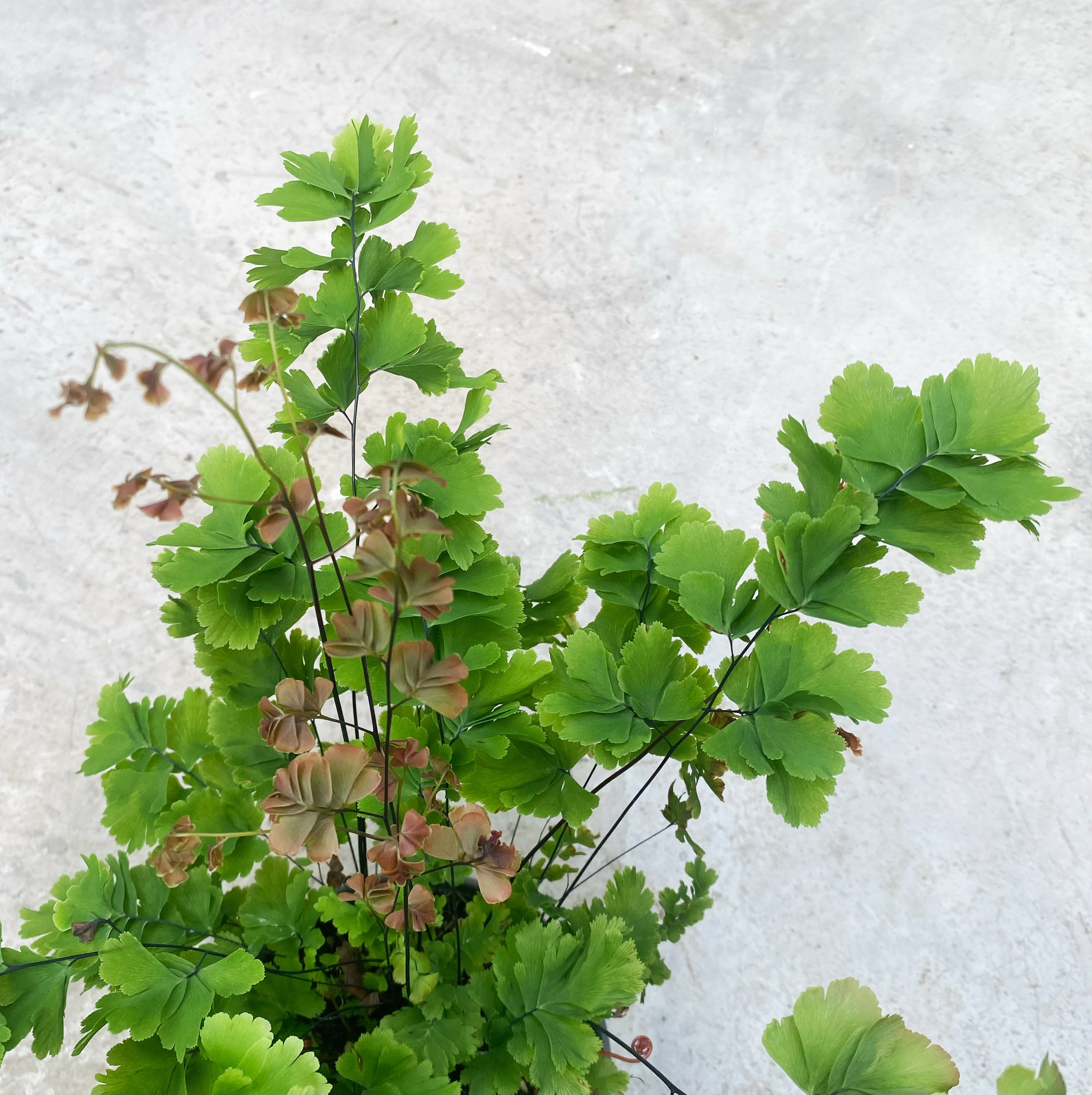 凤舞铁线蕨 室内绿植盆栽,鲜花速递/花卉仿真/绿植园艺,绿植,淘宝优惠券,粉丝福利购,淘宝优惠卷