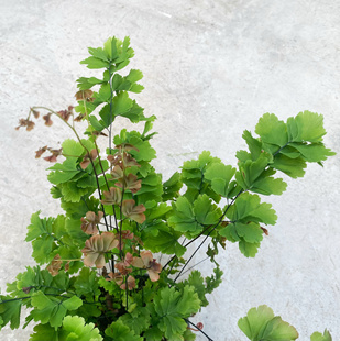 凤舞铁线蕨 室内绿植盆栽