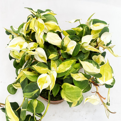 巴西金线蔓绿绒 (真.奶油飞溅)   若慕室内绿植盆栽